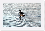 tukkasotkat_tufted ducks * 2745 x 1785 * (4.07MB)